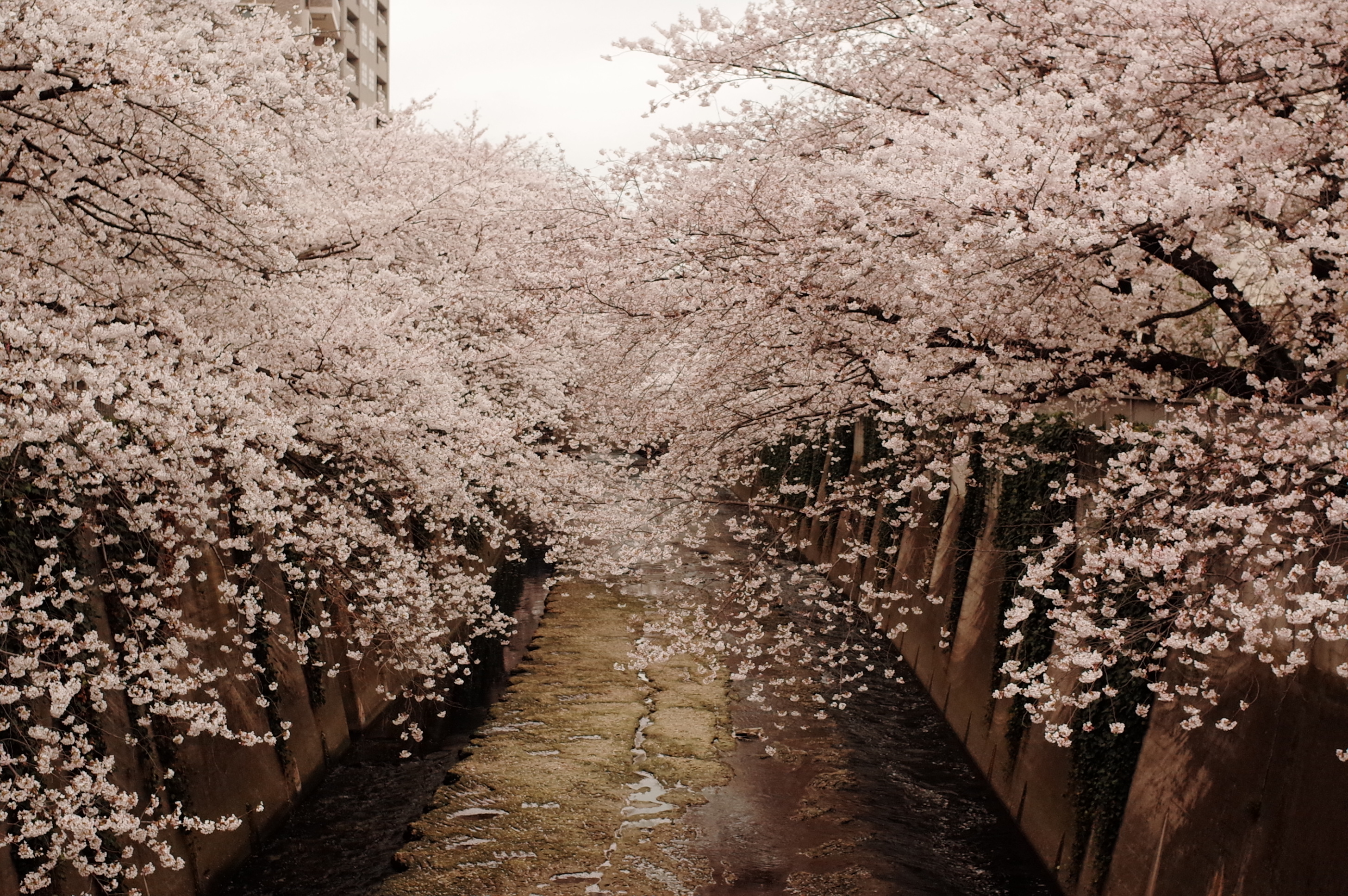 2016-お花見のお知らせ 2016-お花見のお知らせ