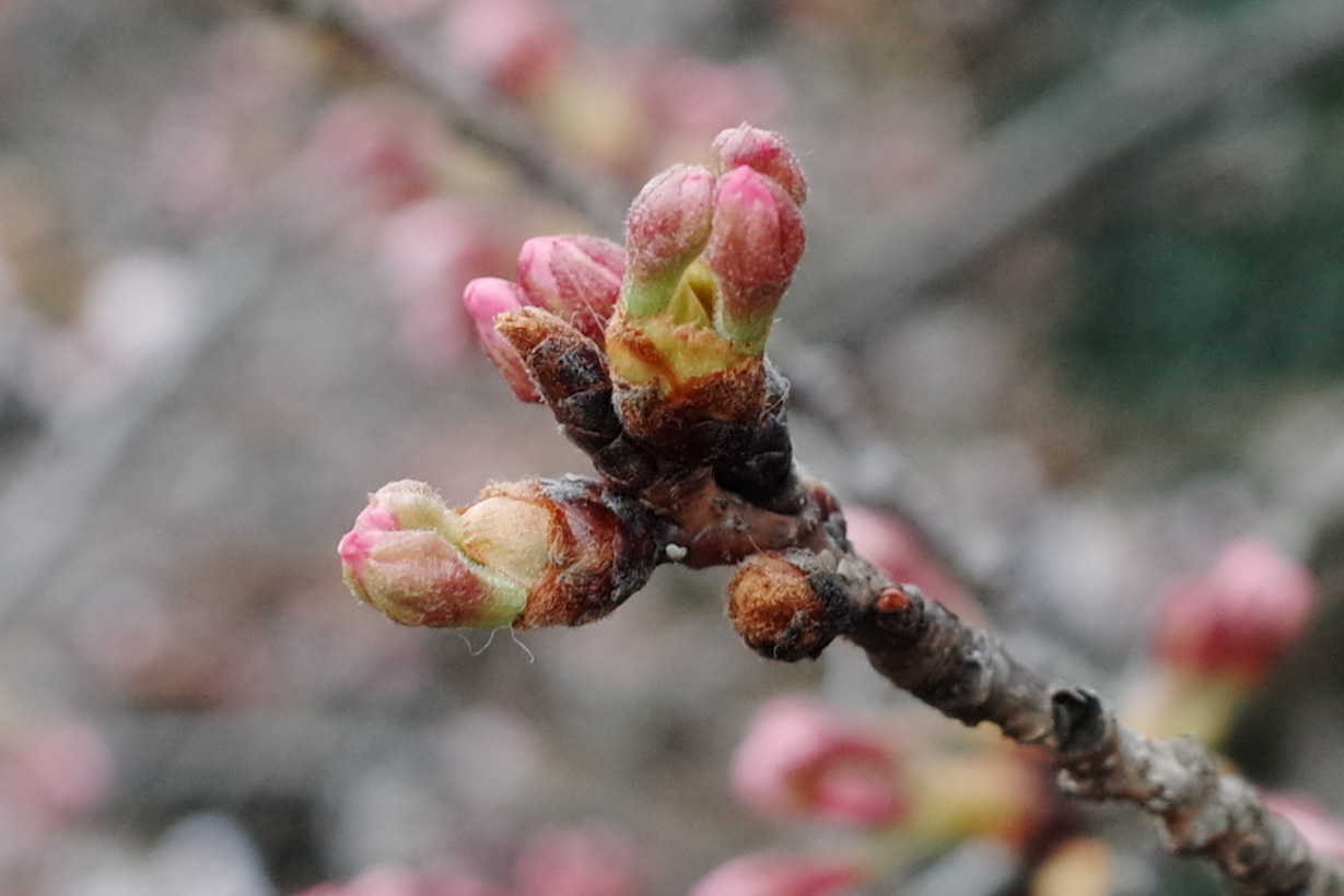 2026-花見は4月4日(土)